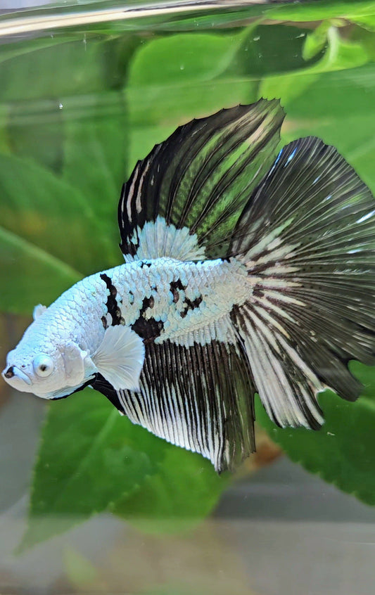 HALFMOON BLACK MAMBA SNOW MASKING BETTA FISH