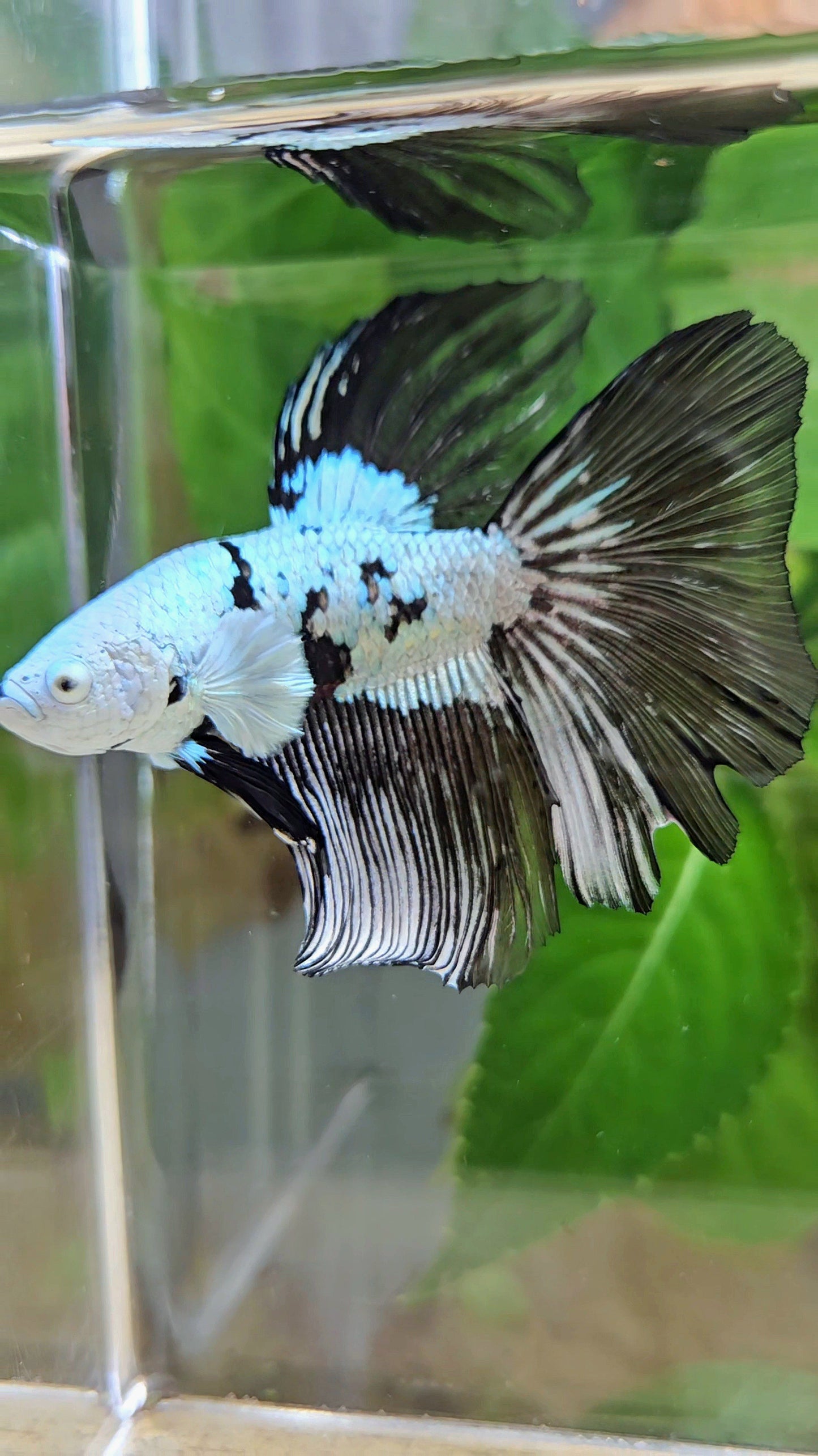 HALFMOON BLACK MAMBA SNOW MASKING BETTA FISH