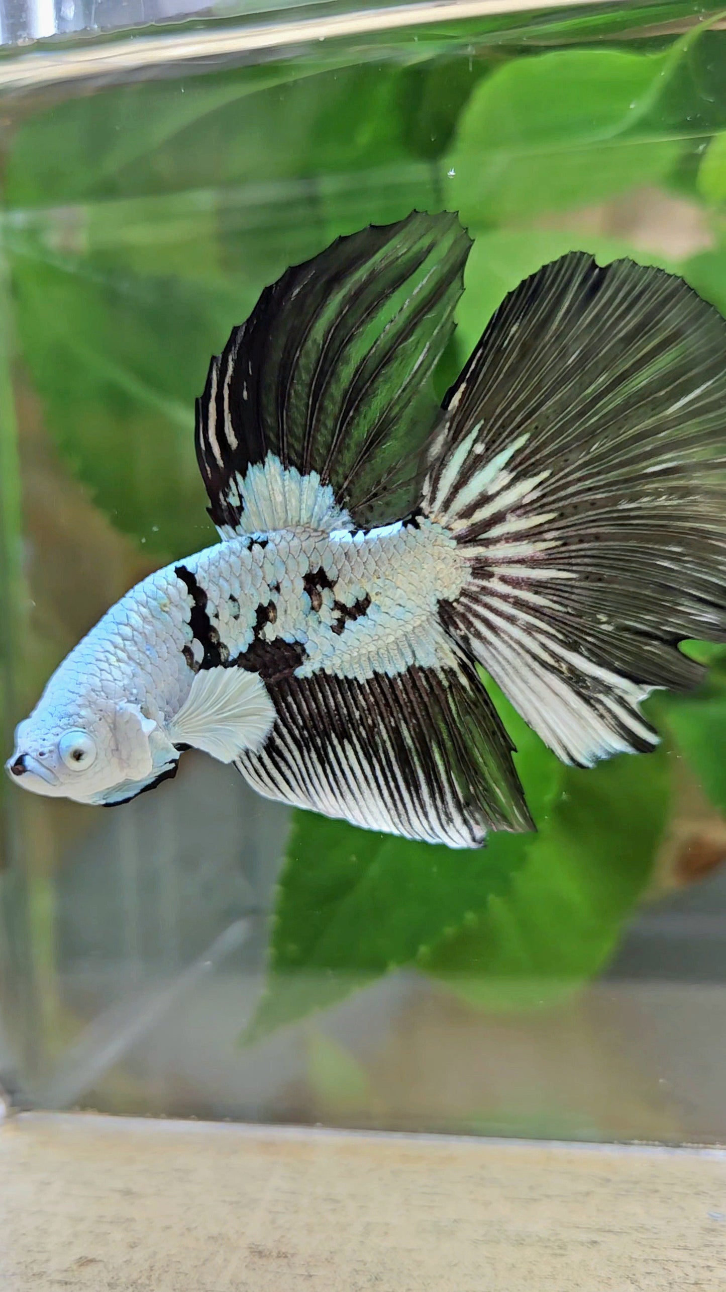HALFMOON BLACK MAMBA SNOW MASKING BETTA FISH