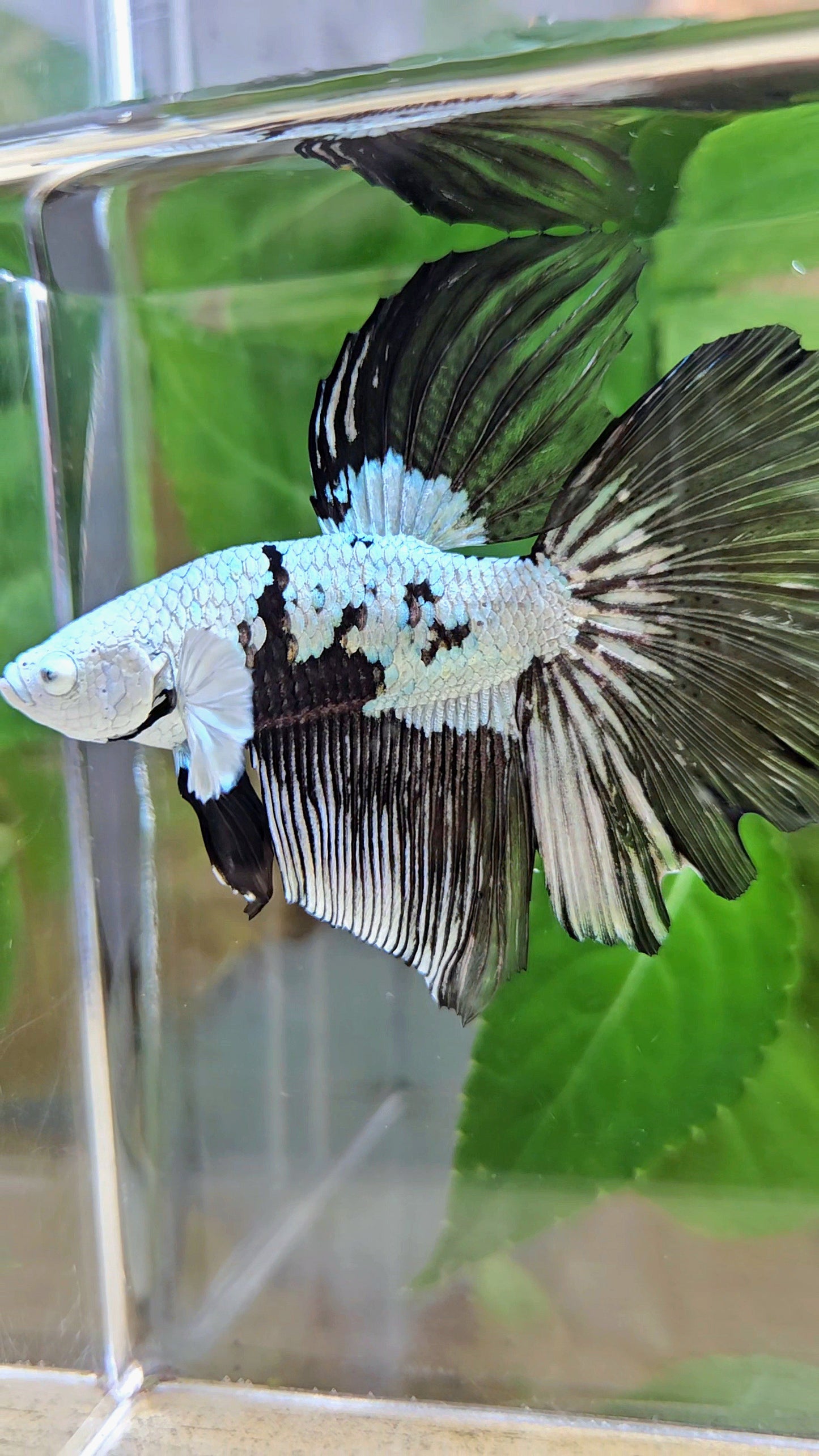 HALFMOON BLACK MAMBA SNOW MASKING BETTA FISH