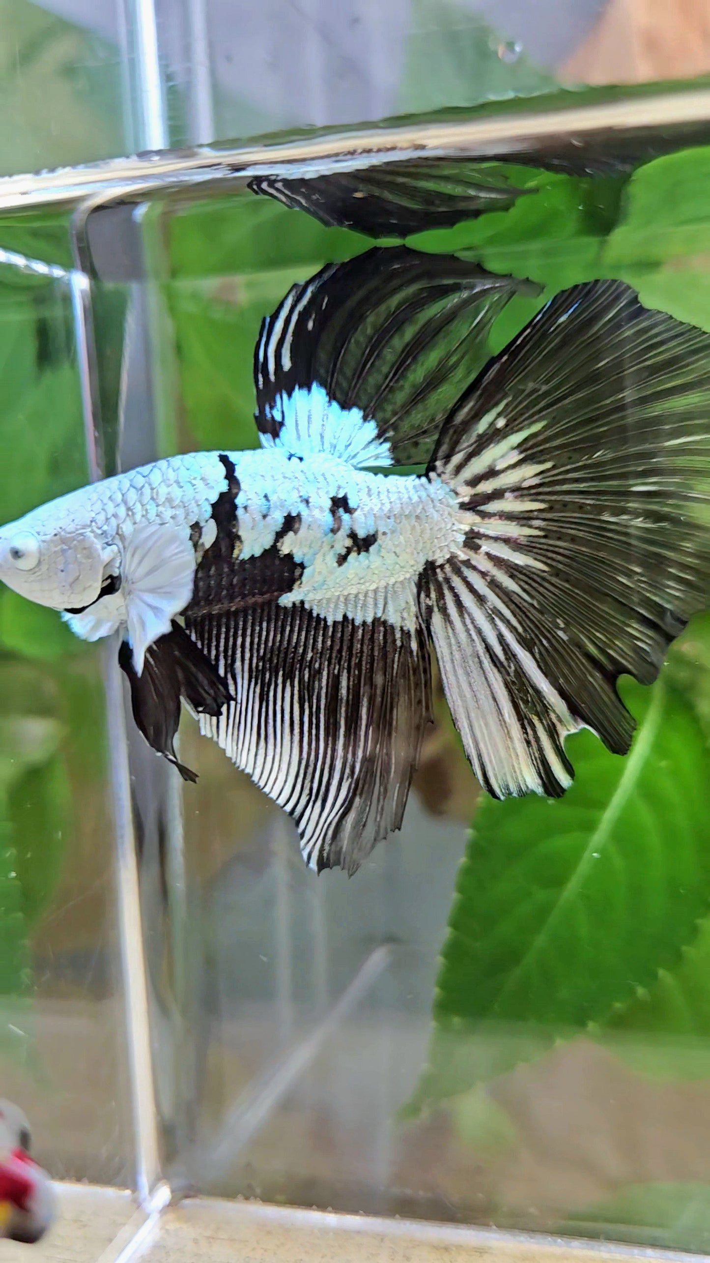 HALFMOON BLACK MAMBA SNOW MASKING BETTA FISH