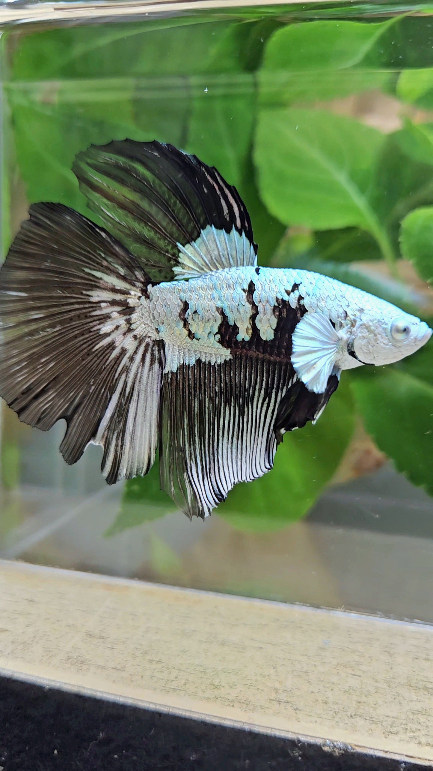 HALFMOON BLACK MAMBA SNOW MASKING BETTA FISH