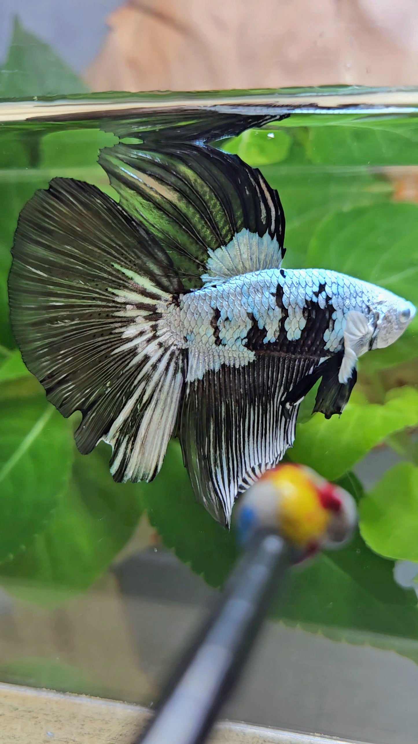 HALFMOON BLACK MAMBA SNOW MASKING BETTA FISH