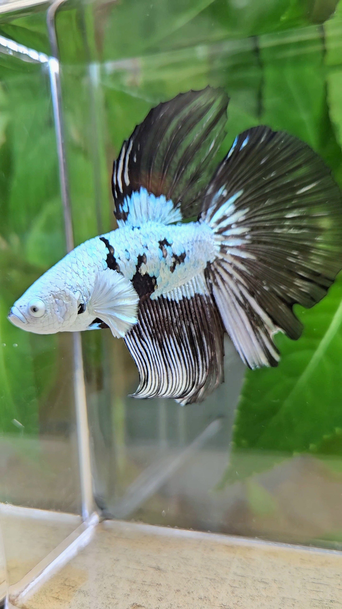 HALFMOON BLACK MAMBA SNOW MASKING BETTA FISH