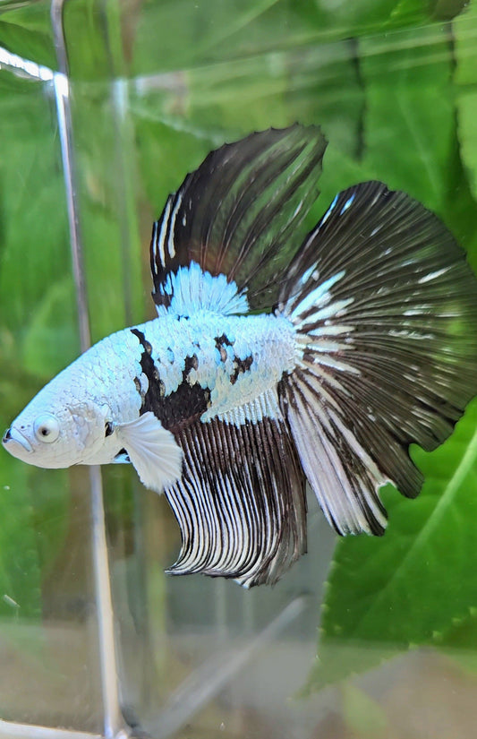 HALFMOON BLACK MAMBA SNOW MASKING BETTA FISH