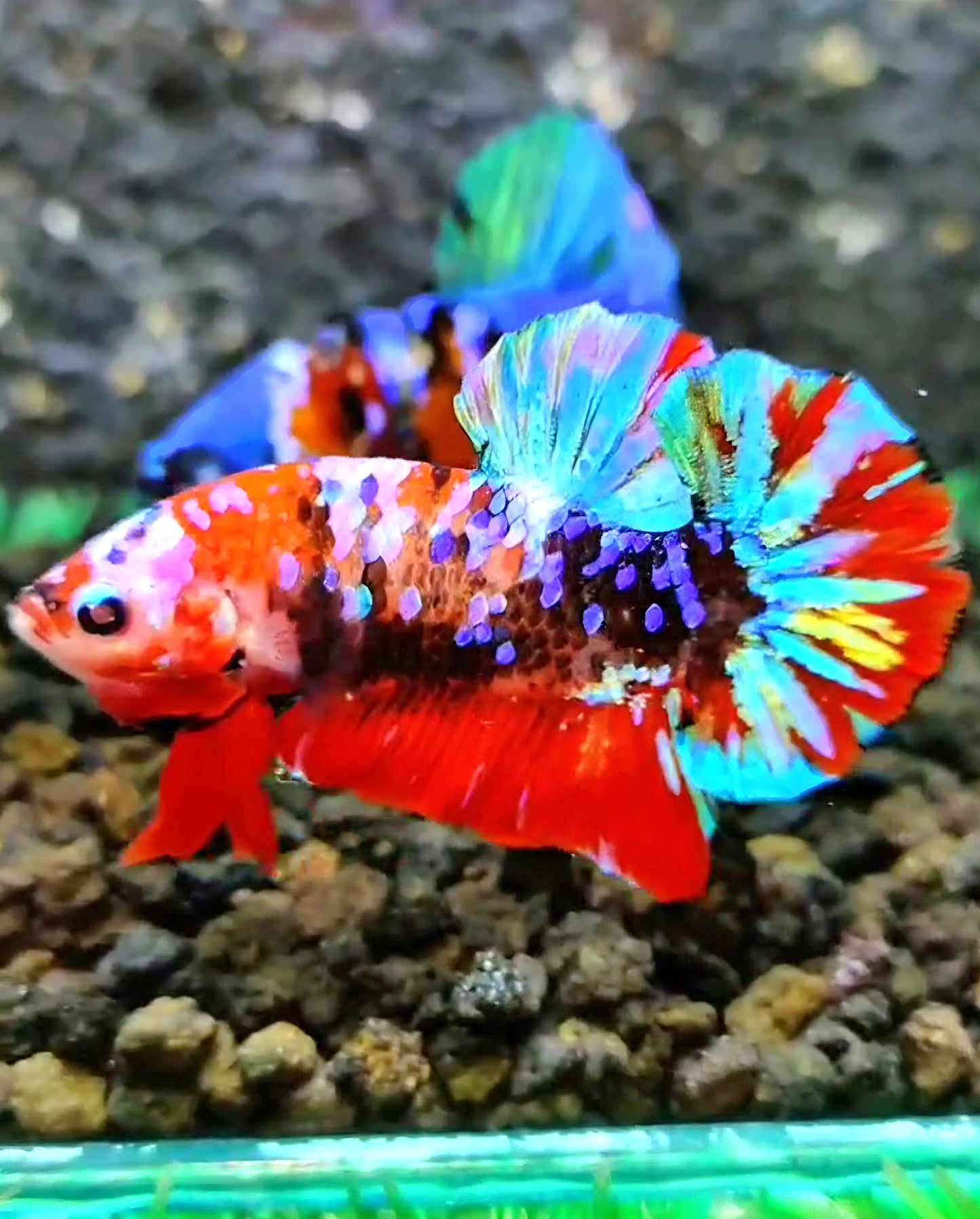 PLAKAT RED GALAXY MULTICOLOR BETTA FISH