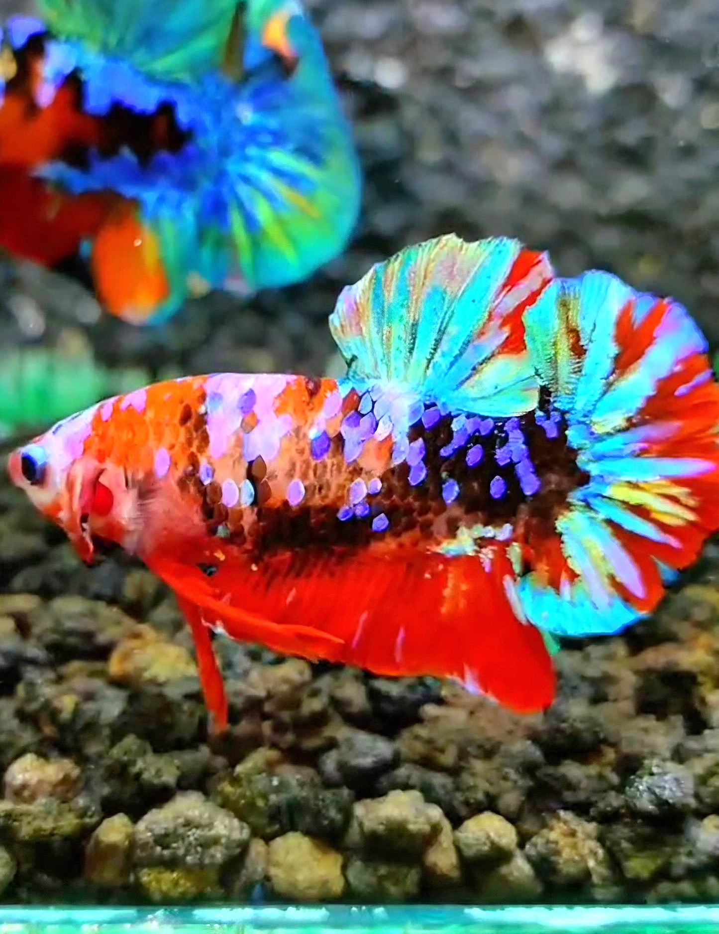 PLAKAT RED GALAXY MULTICOLOR BETTA FISH
