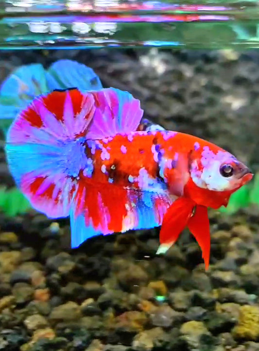 PLAKAT GALAXY MULTICOLOR BETTA FISH