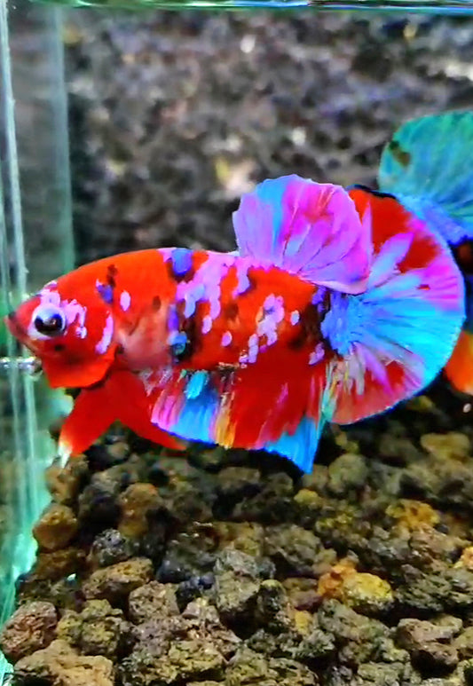 PLAKAT GALAXY MULTICOLOR BETTA FISH