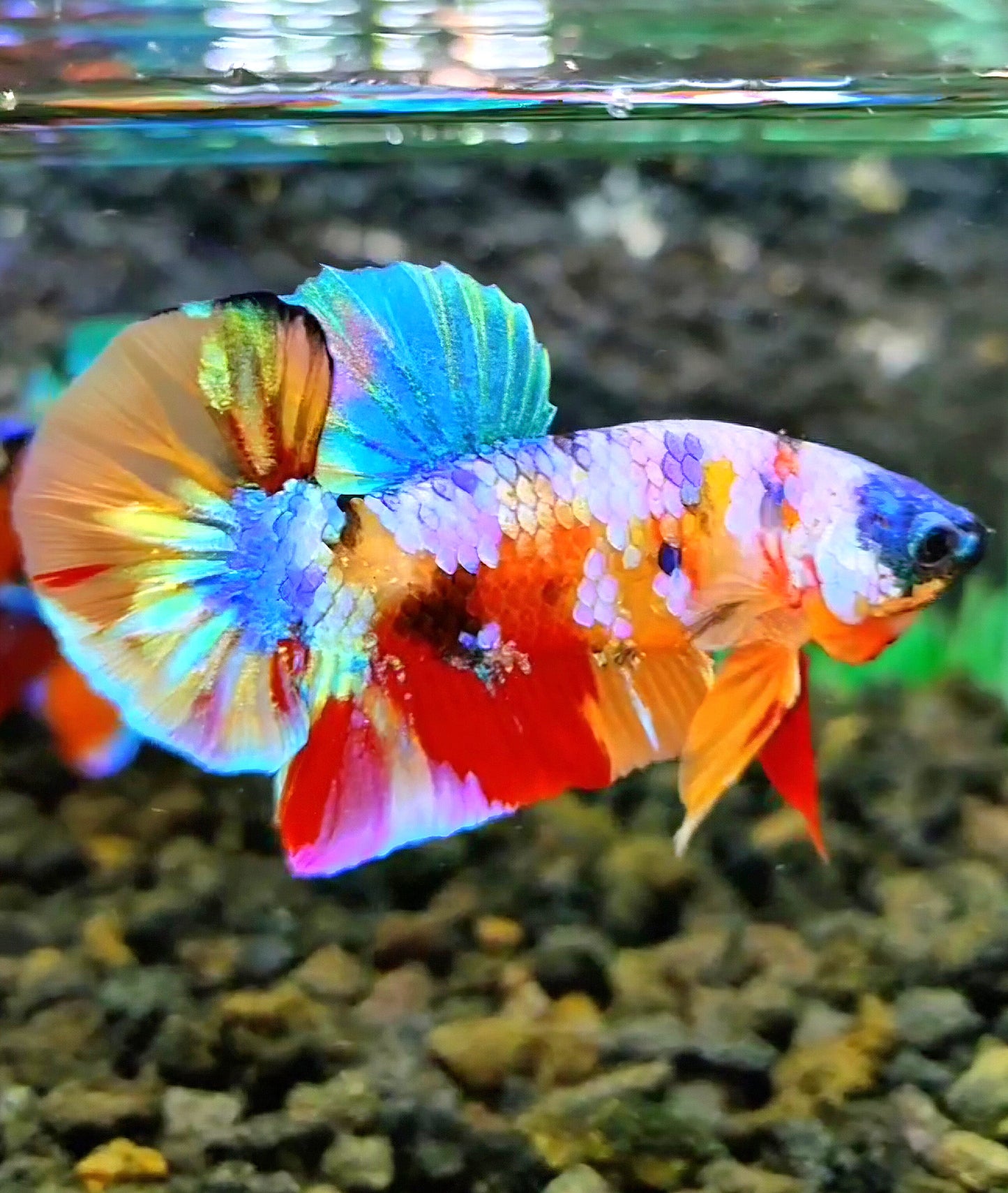 PLAKAT RAINBOW GALAXY MULTICOLOR BETTA FISH