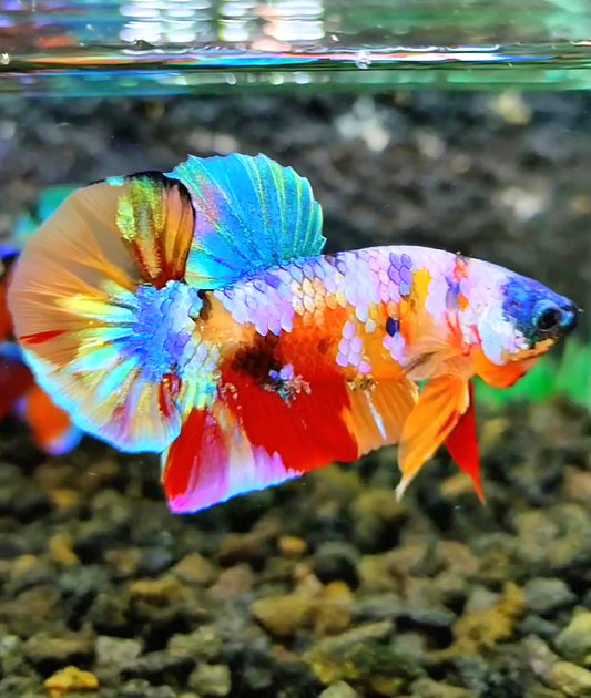 PLAKAT RAINBOW GALAXY MULTICOLOR BETTA FISH