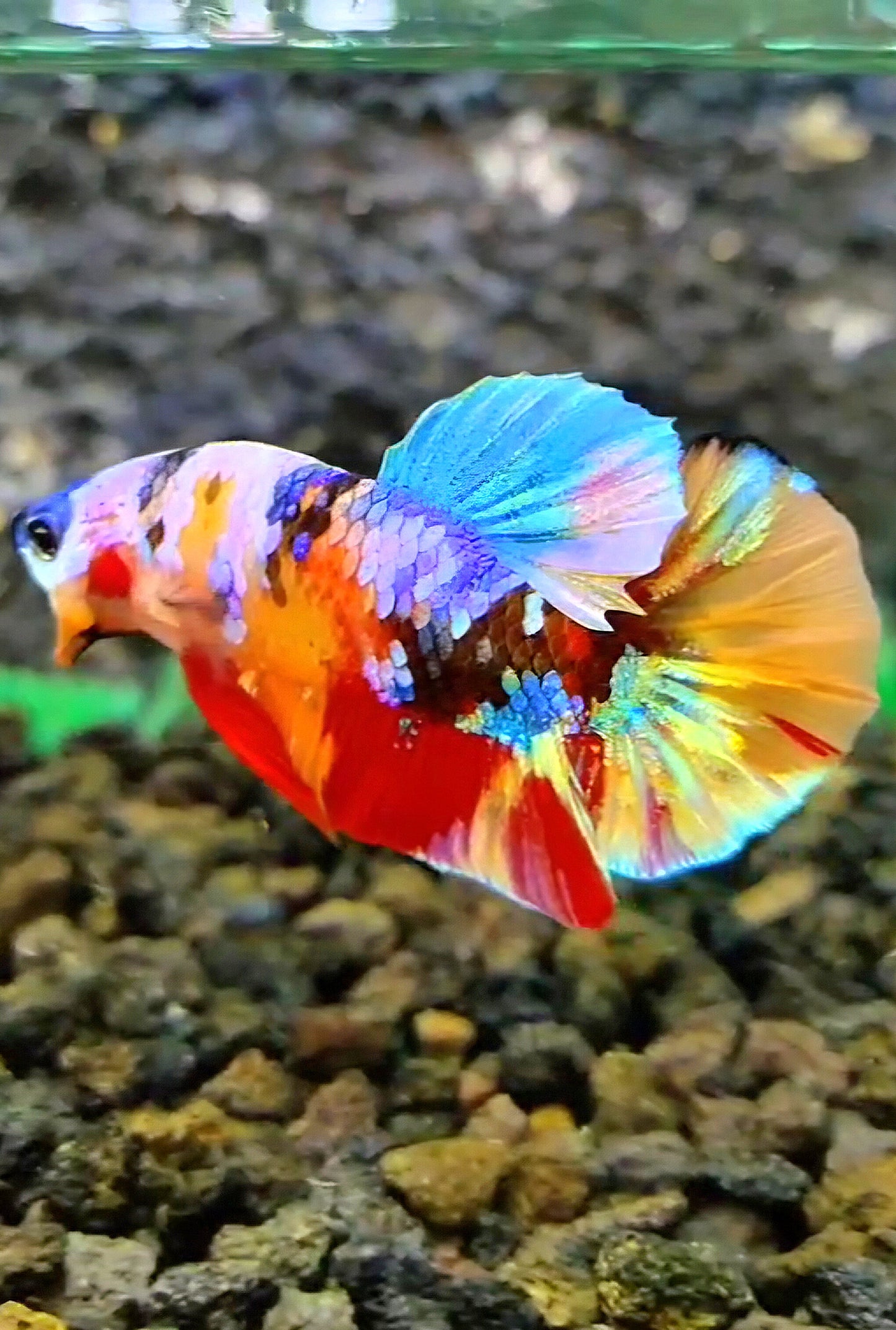 PLAKAT RAINBOW GALAXY MULTICOLOR BETTA FISH