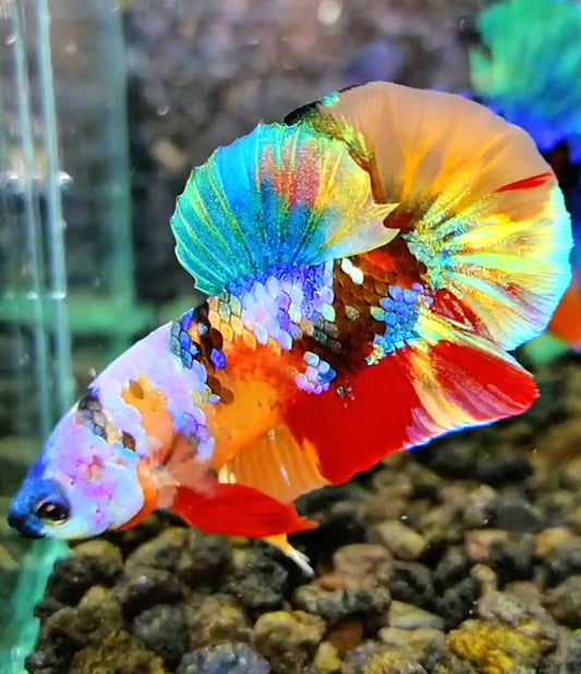PLAKAT RAINBOW GALAXY MULTICOLOR BETTA FISH