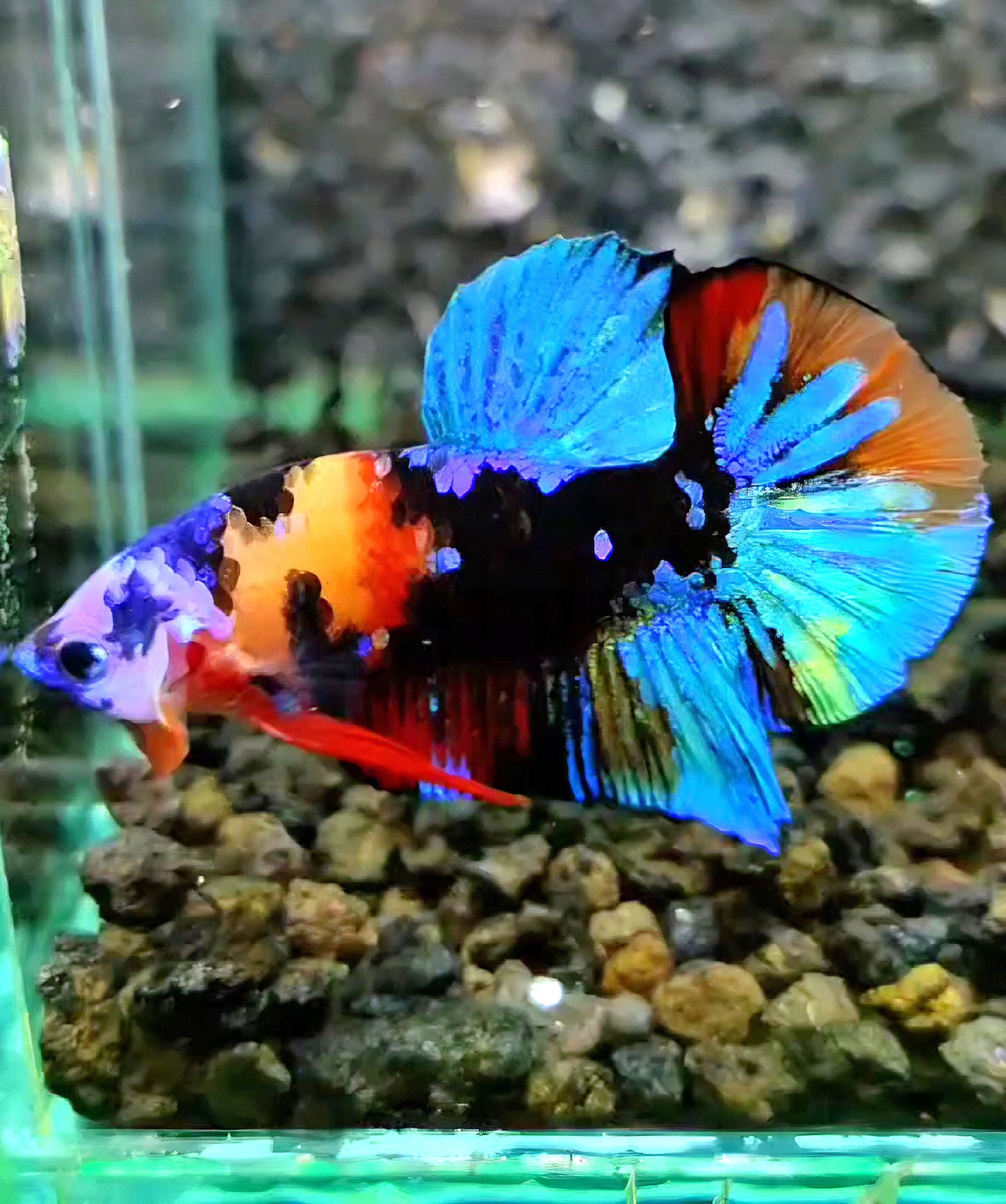 PLAKAT BLACK KOI GALAXY MULTICOLOR BETTA FISH