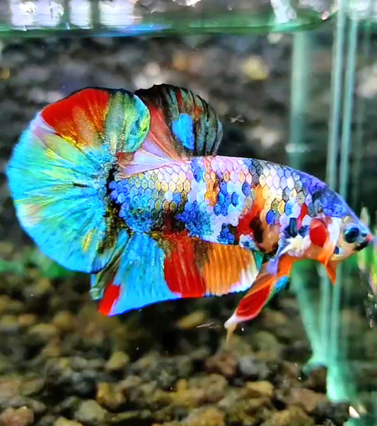 PLAKAT RAINBOW GALAXY FANCY MULTICOLOR BETTA FISH