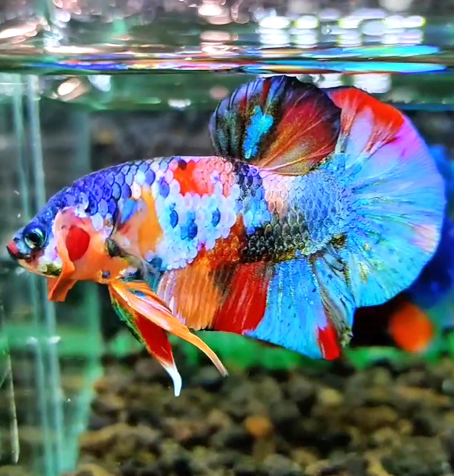 PLAKAT RAINBOW GALAXY FANCY MULTICOLOR BETTA FISH