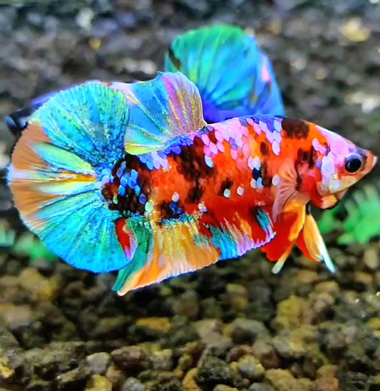 PLAKAT RAINBOW GALAXY MULTICOLOR BETTA FISH