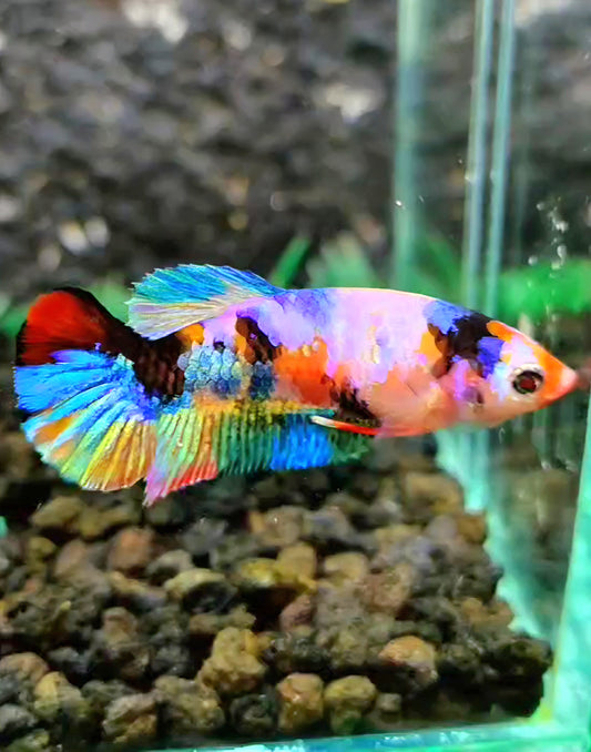FEMALE PLAKAT RAINBOW GALAXY MULTICOLOR BETTA FISH