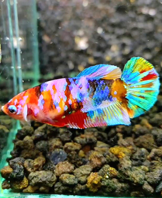 FEMALE PLAKAT RAINBOW GALAXY MULTICOLOR BETTA FISH