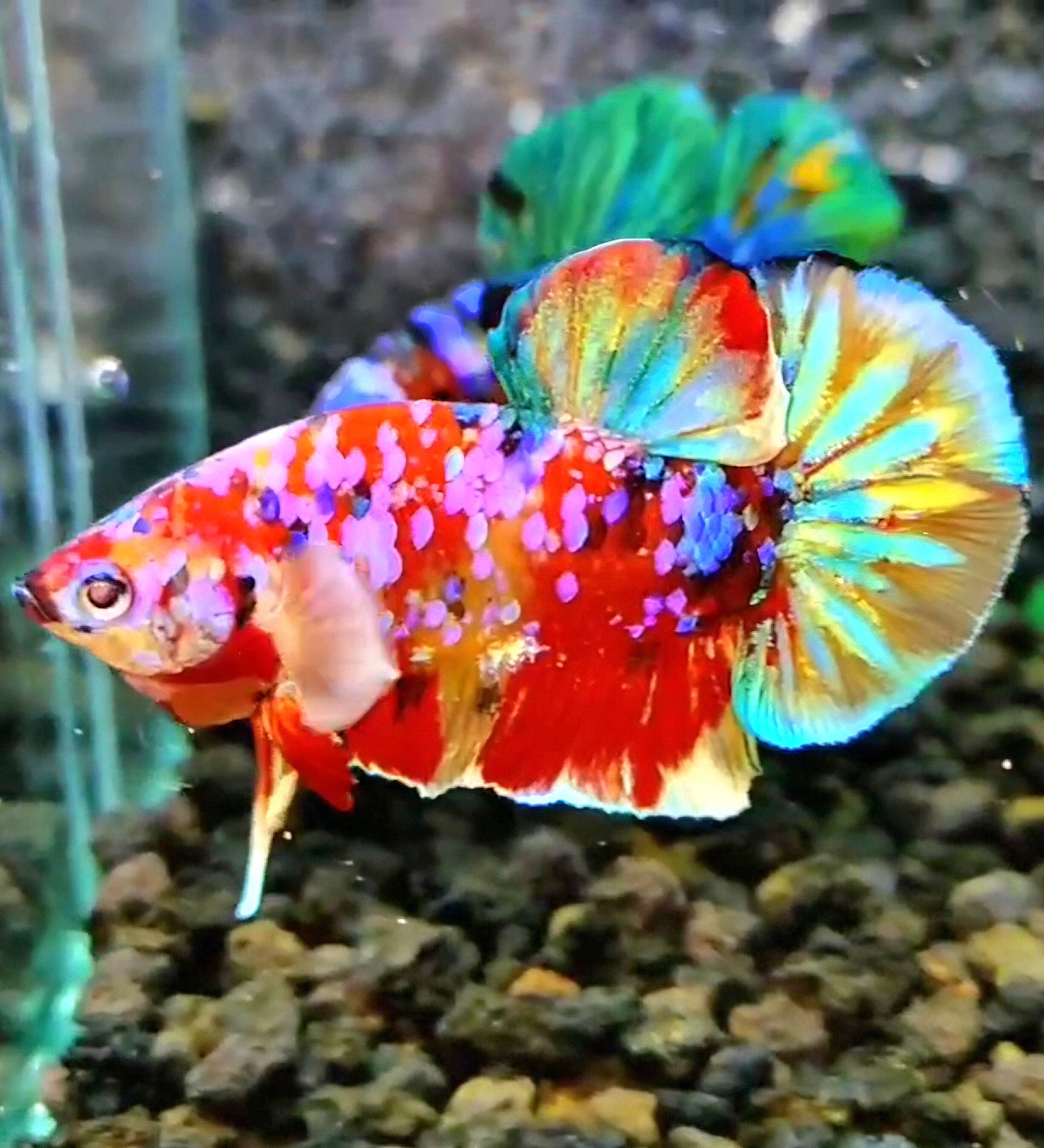 PLAKAT RAINBOW GALAXY MULTICOLOR BETTA FISH