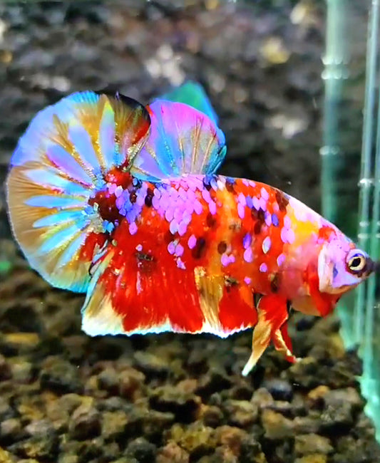 PLAKAT RAINBOW GALAXY MULTICOLOR BETTA FISH