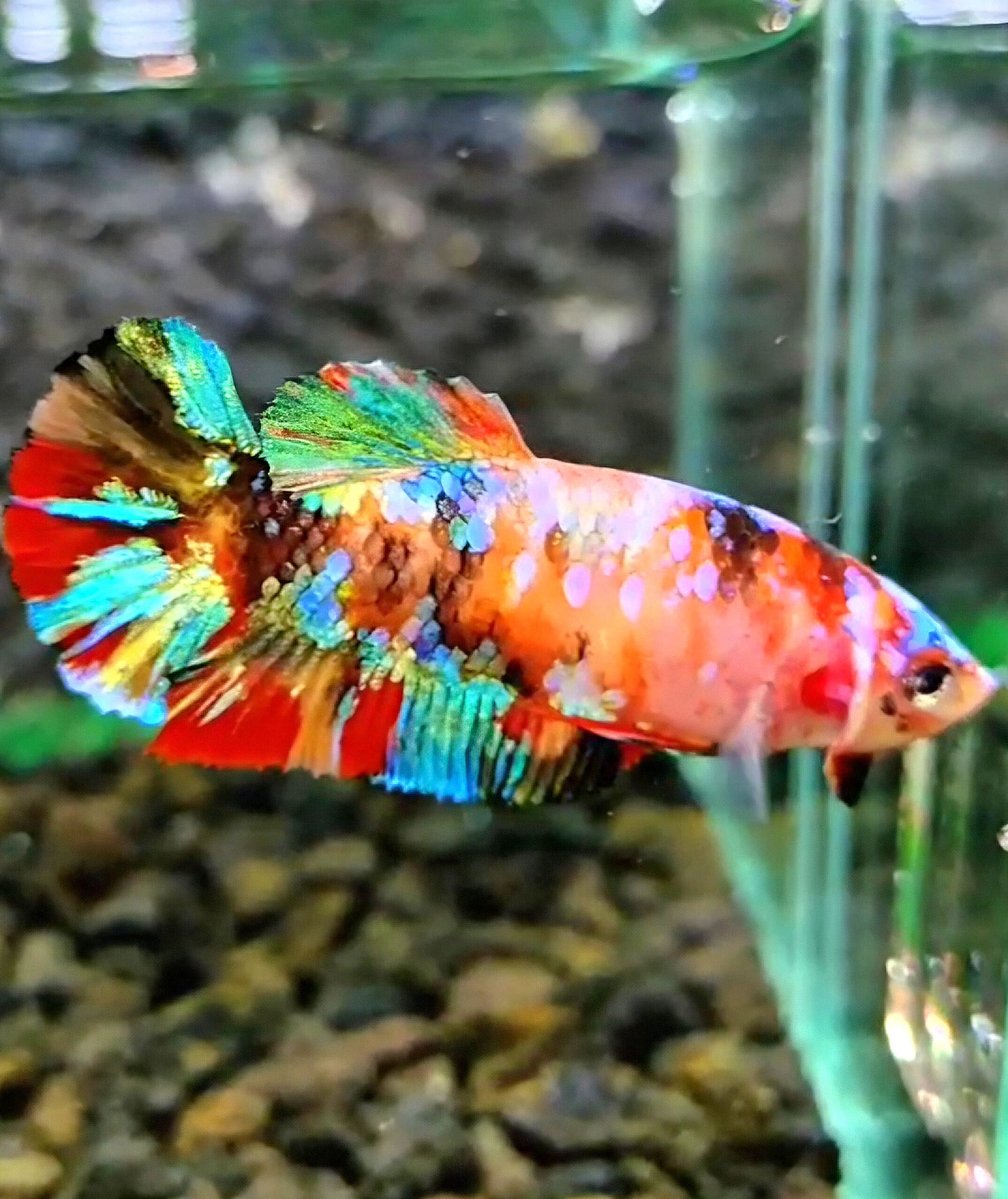 FEMALE PLAKAT GALAXY MULTICOLOR BETTA FISH