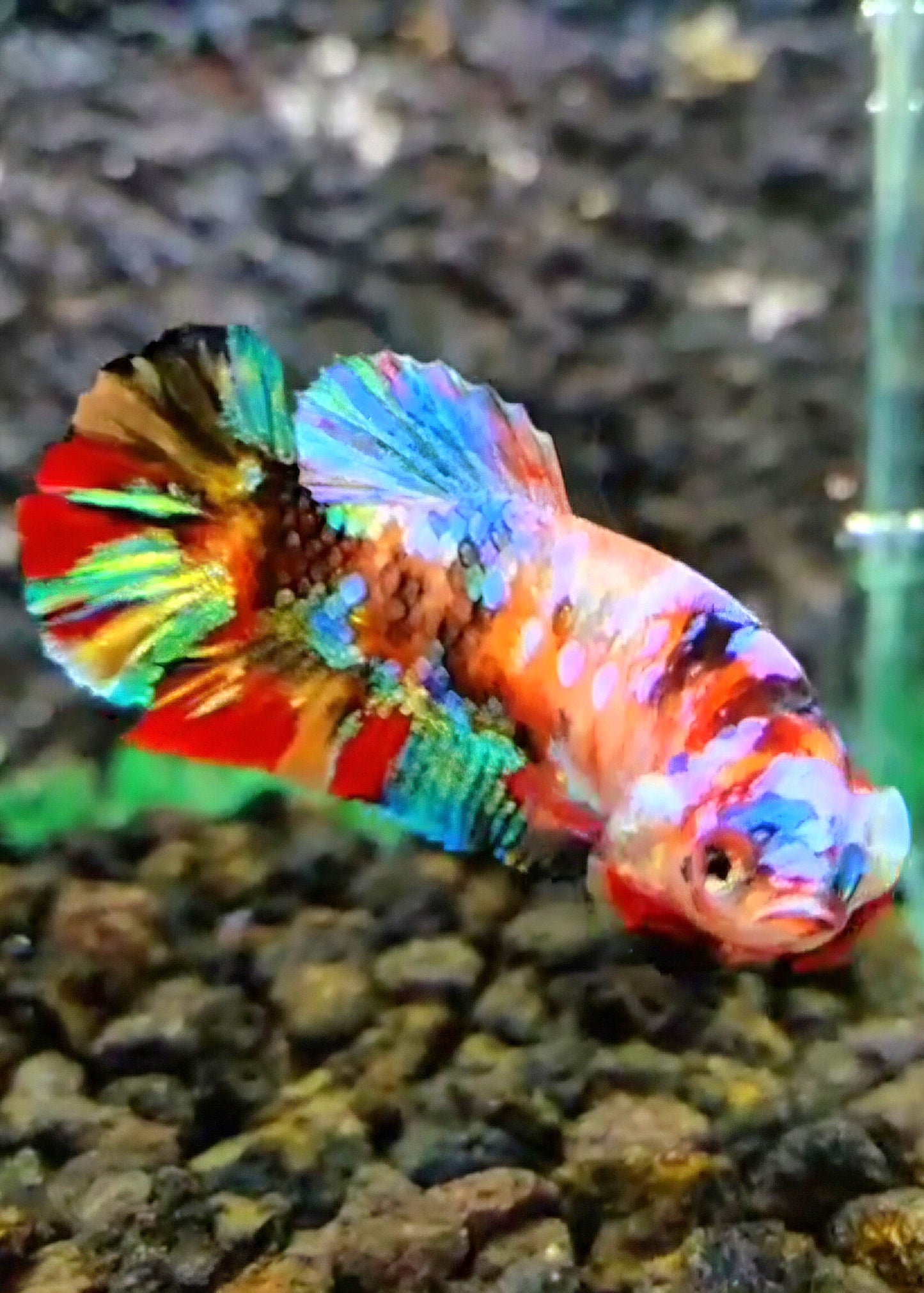 FEMALE PLAKAT GALAXY MULTICOLOR BETTA FISH