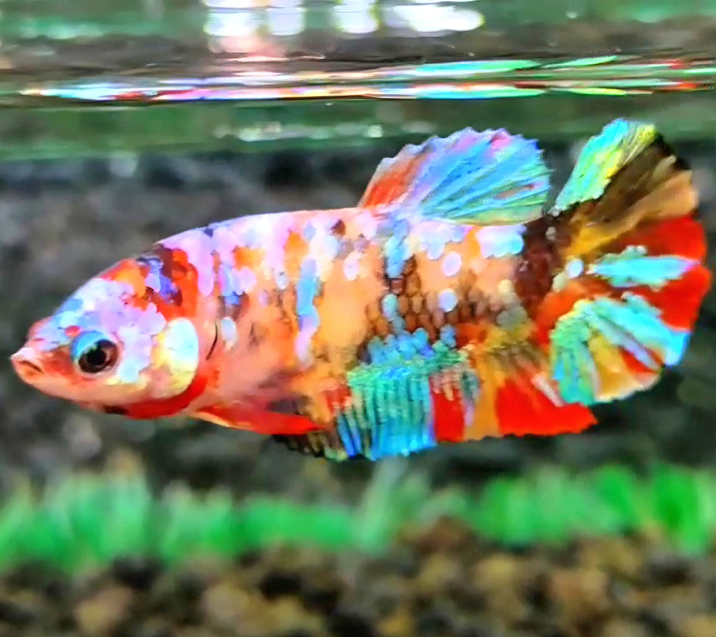 FEMALE PLAKAT GALAXY MULTICOLOR BETTA FISH