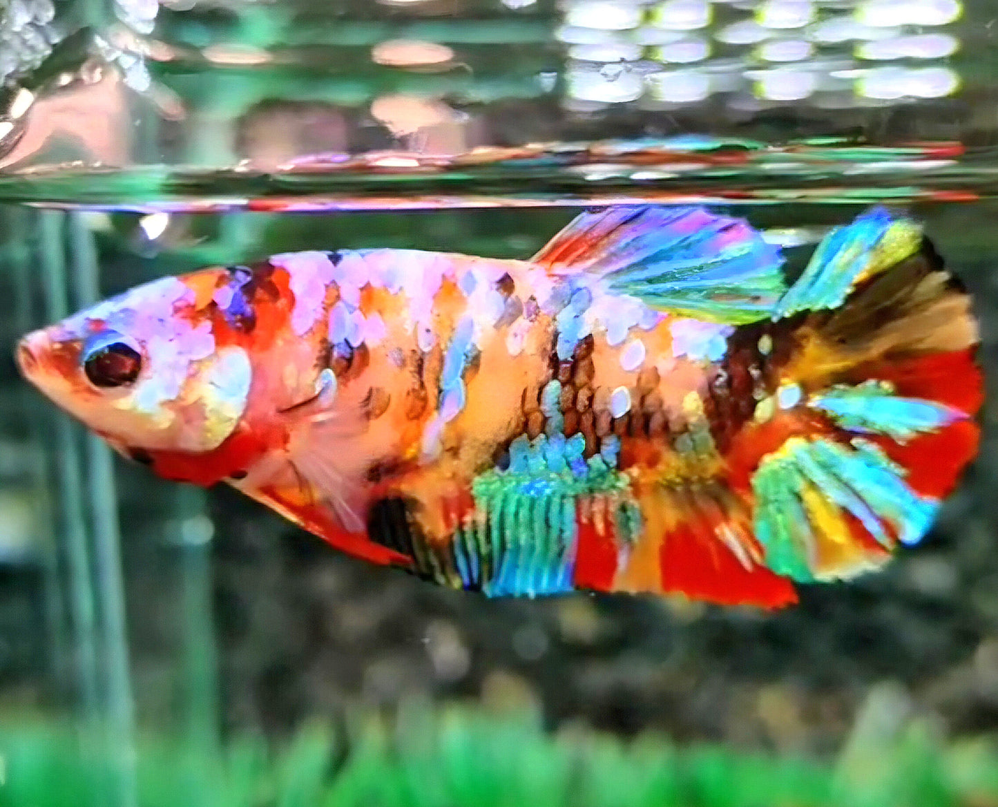 FEMALE PLAKAT GALAXY MULTICOLOR BETTA FISH