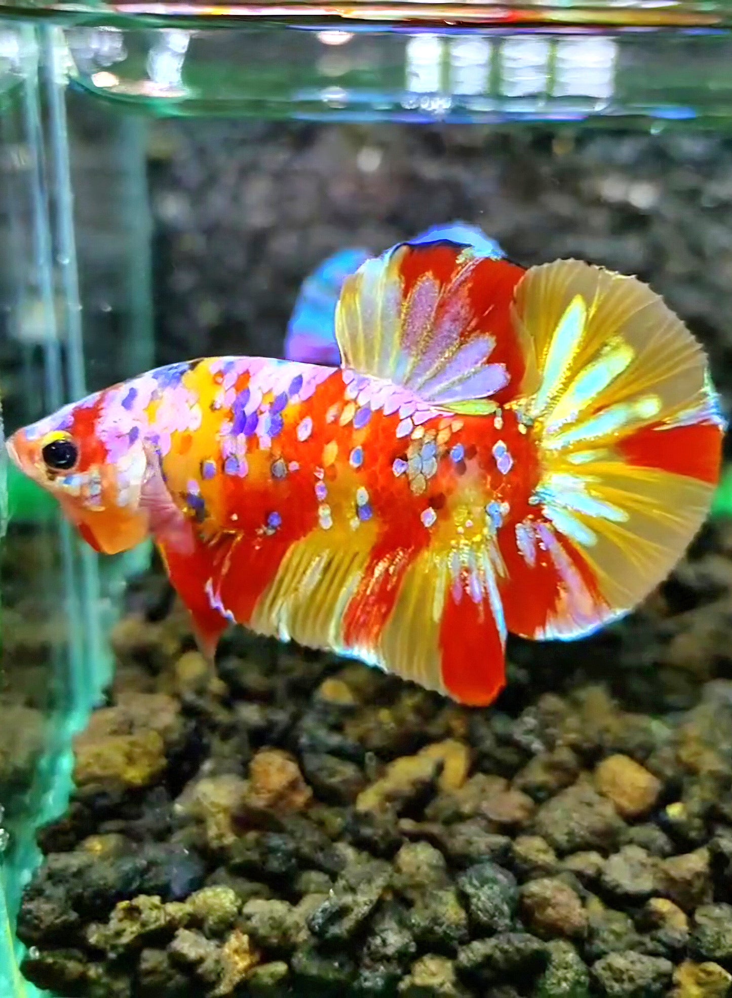 PLAKAT YELLOW RED PATTERN GALAXY MULTICOLOR BETTA FISH