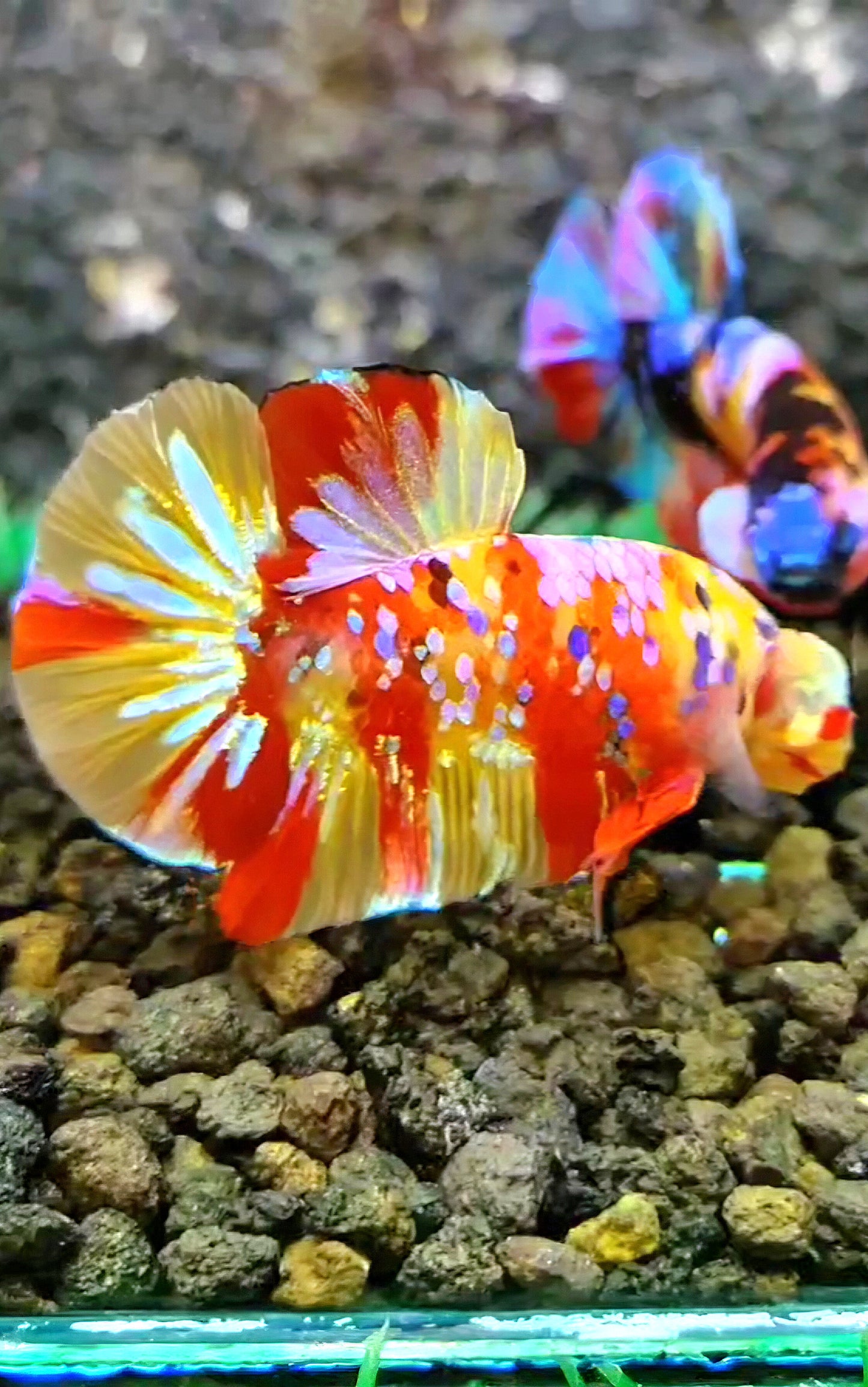 PLAKAT YELLOW RED PATTERN GALAXY MULTICOLOR BETTA FISH