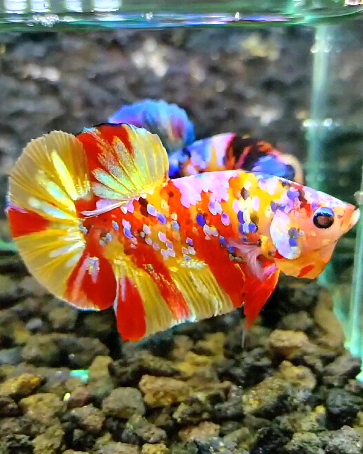PLAKAT YELLOW RED PATTERN GALAXY MULTICOLOR BETTA FISH