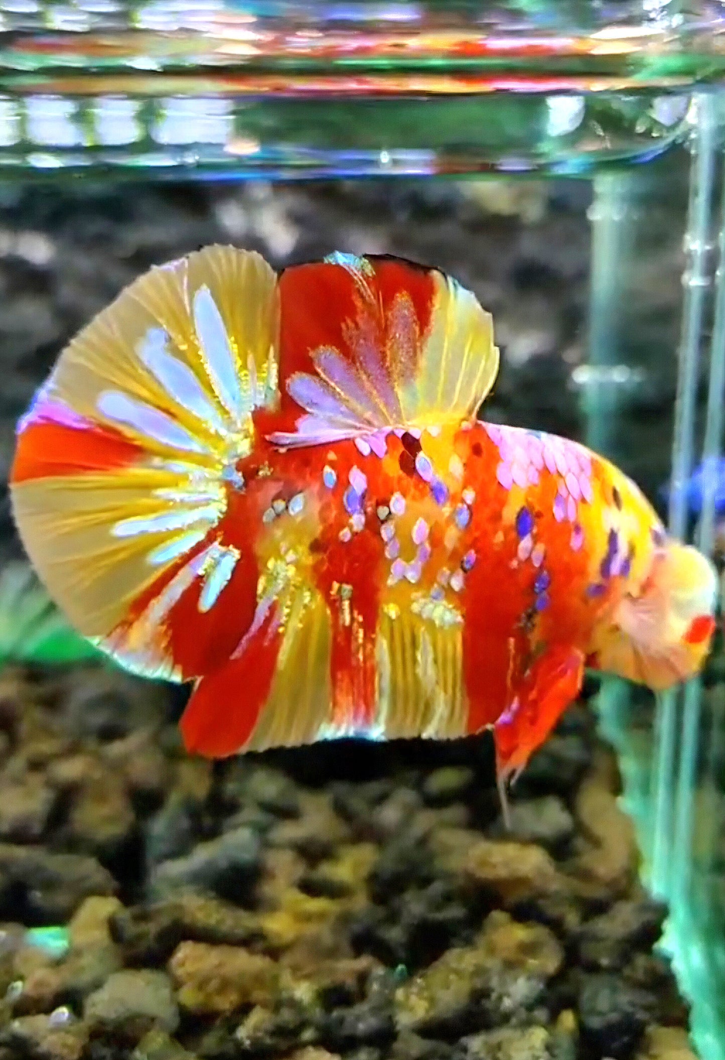 PLAKAT YELLOW RED PATTERN GALAXY MULTICOLOR BETTA FISH