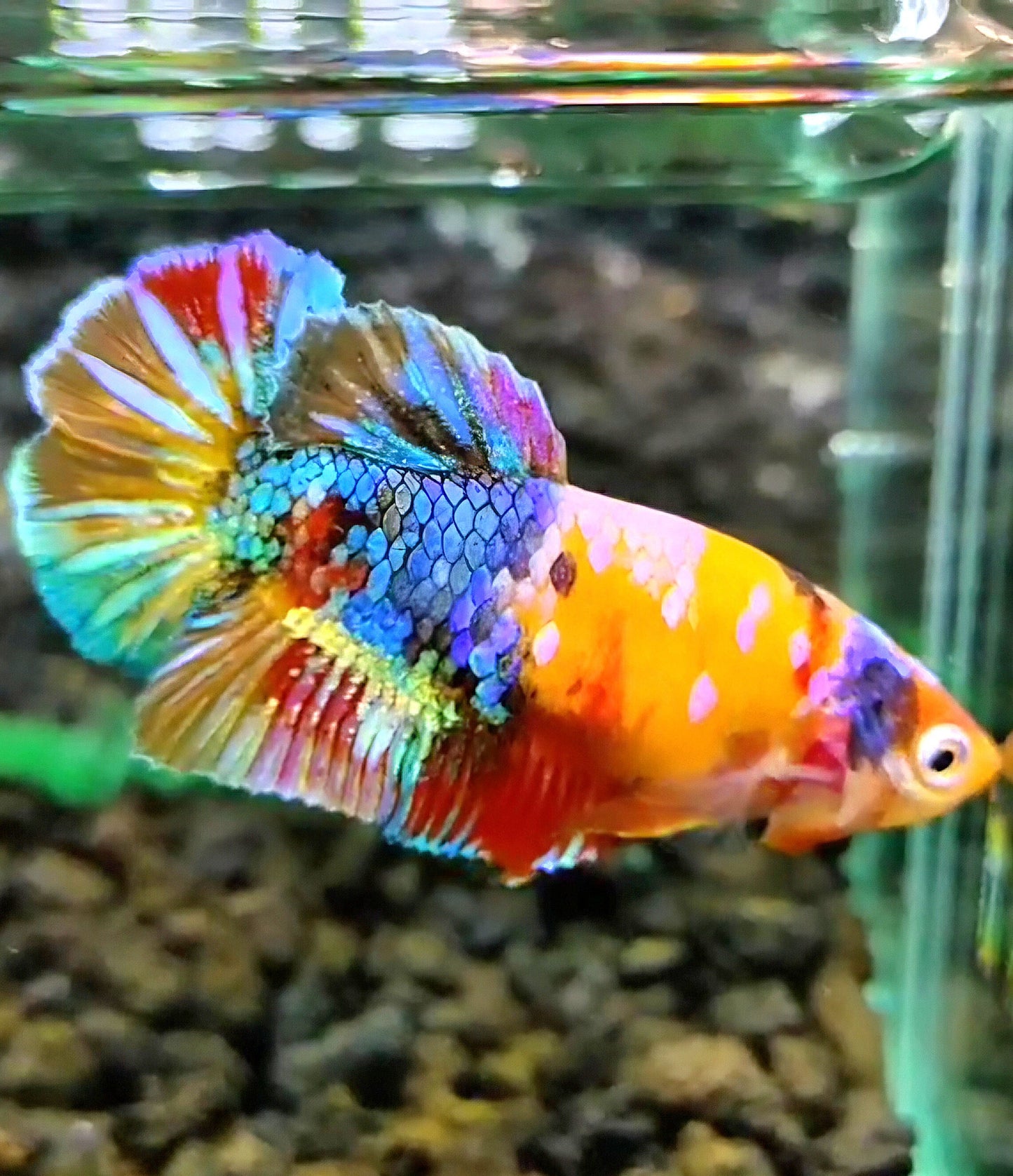 FEMALE PLAKAT YELLOW BASED GALAXY MULTICOLOR BETTA FISH