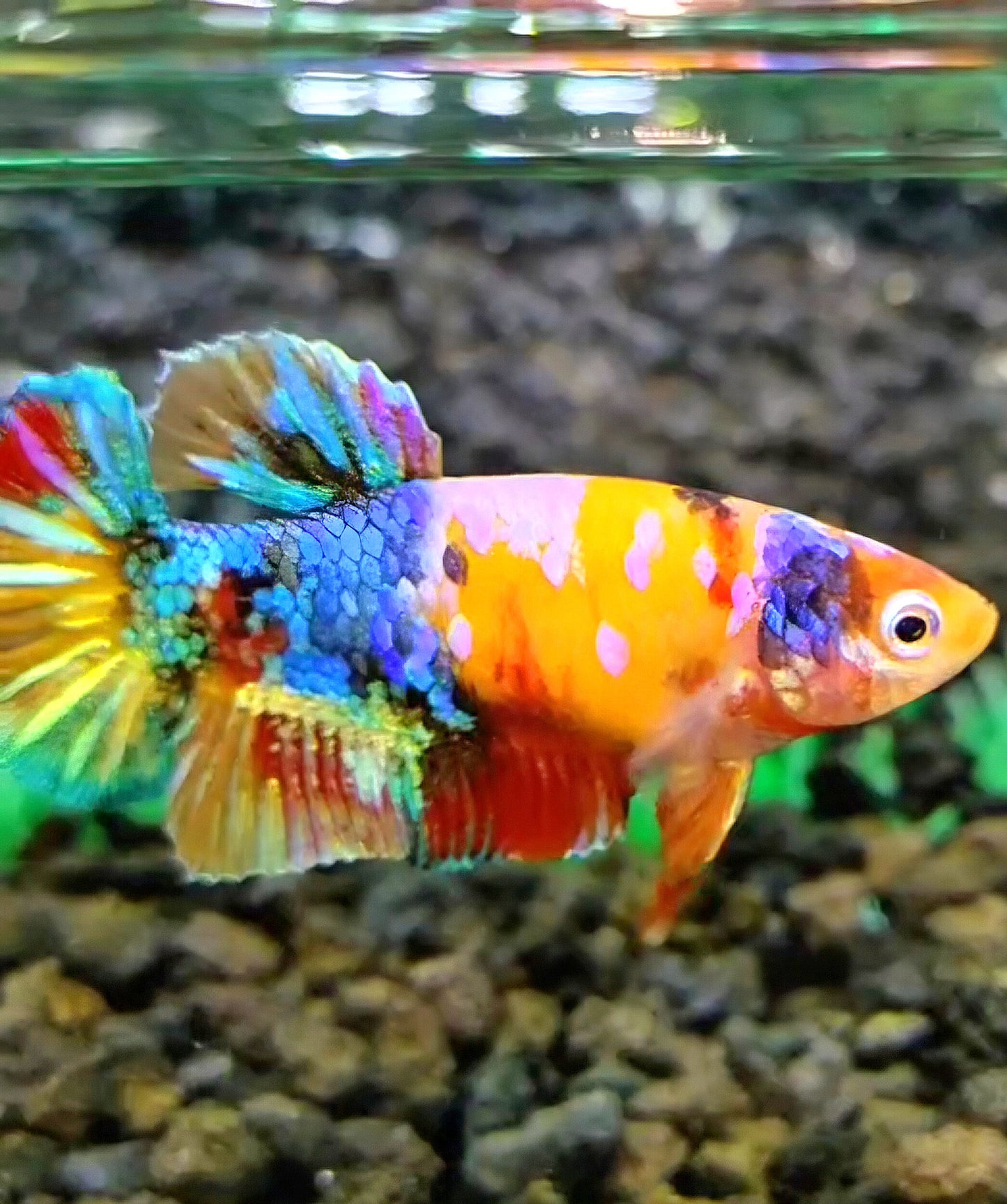 FEMALE PLAKAT YELLOW BASED GALAXY MULTICOLOR BETTA FISH