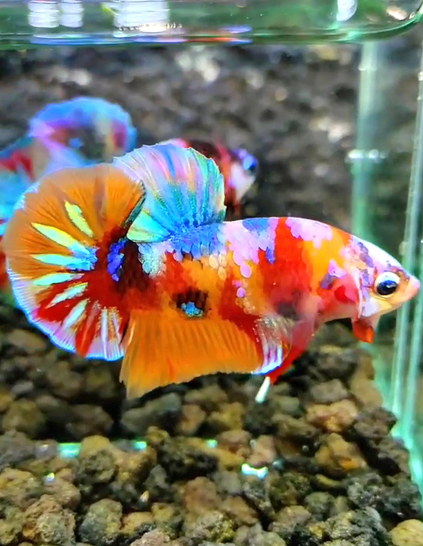 PLAKAT GALAXY MULTICOLOR BETTA FISH