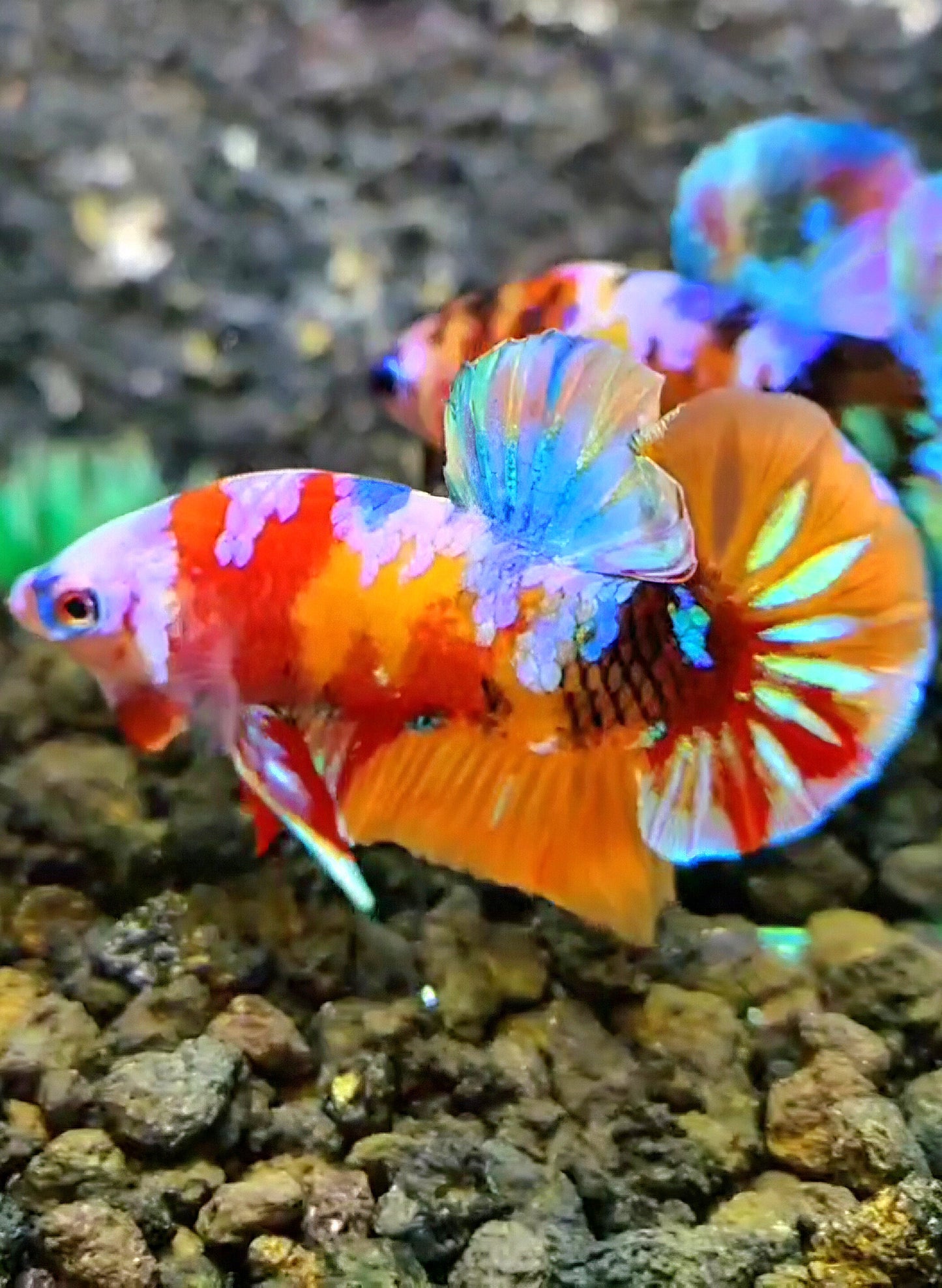 PLAKAT GALAXY MULTICOLOR BETTA FISH