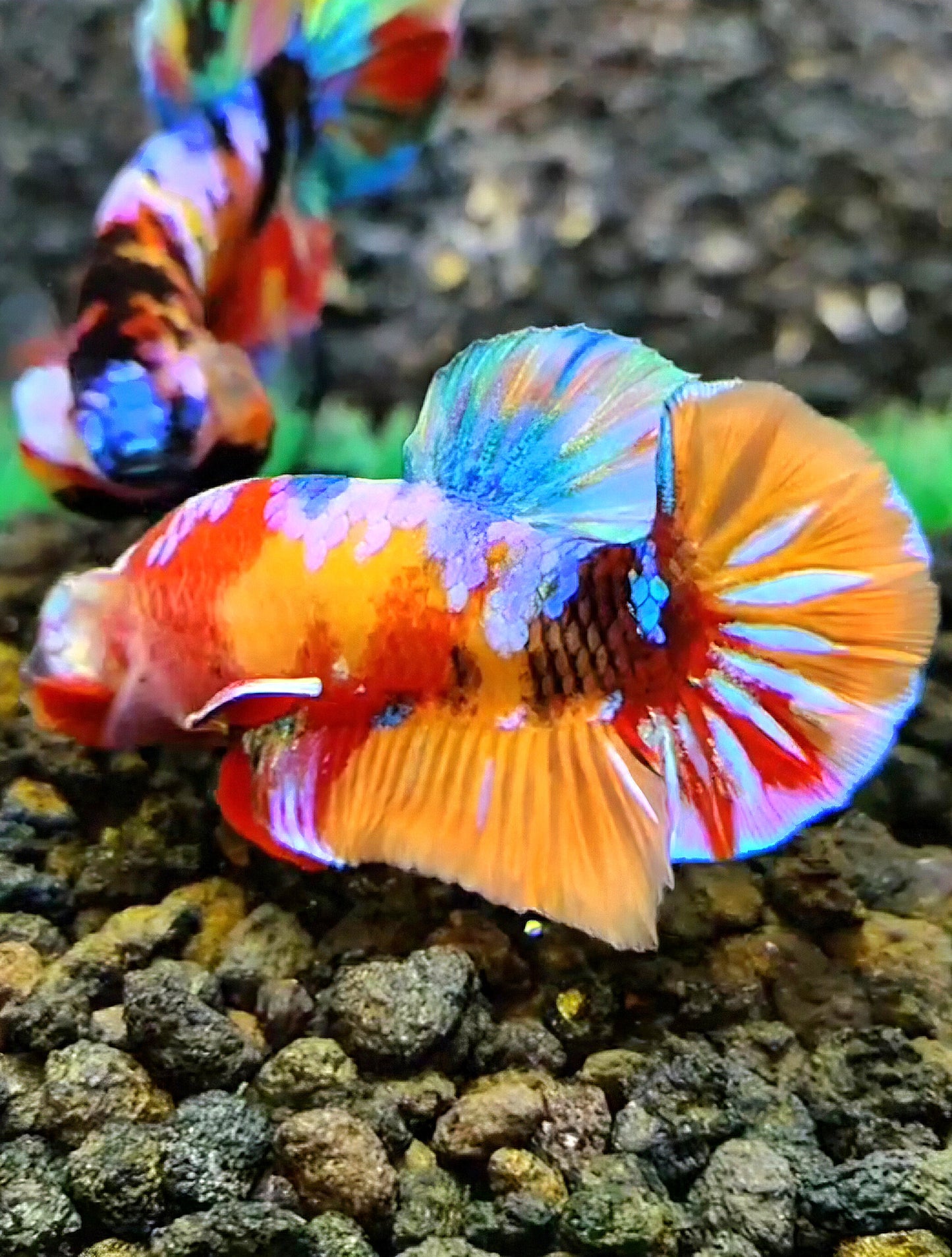 PLAKAT GALAXY MULTICOLOR BETTA FISH