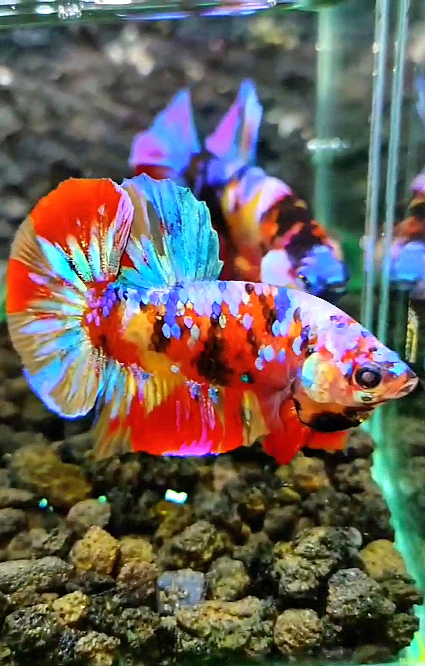 PLAKAT SUPER GALAXY MULTICOLOR BETTA FISH