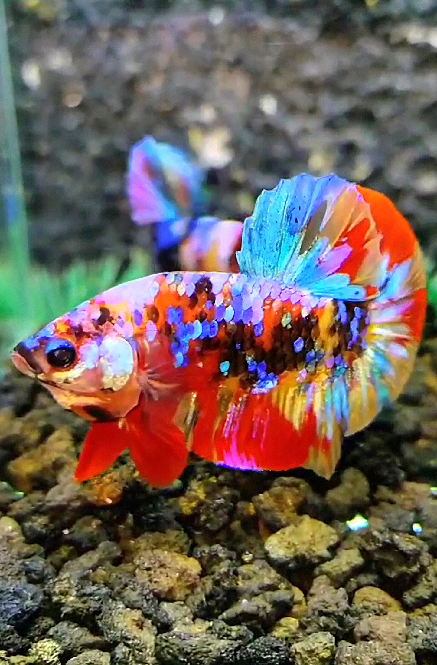 PLAKAT SUPER GALAXY MULTICOLOR BETTA FISH
