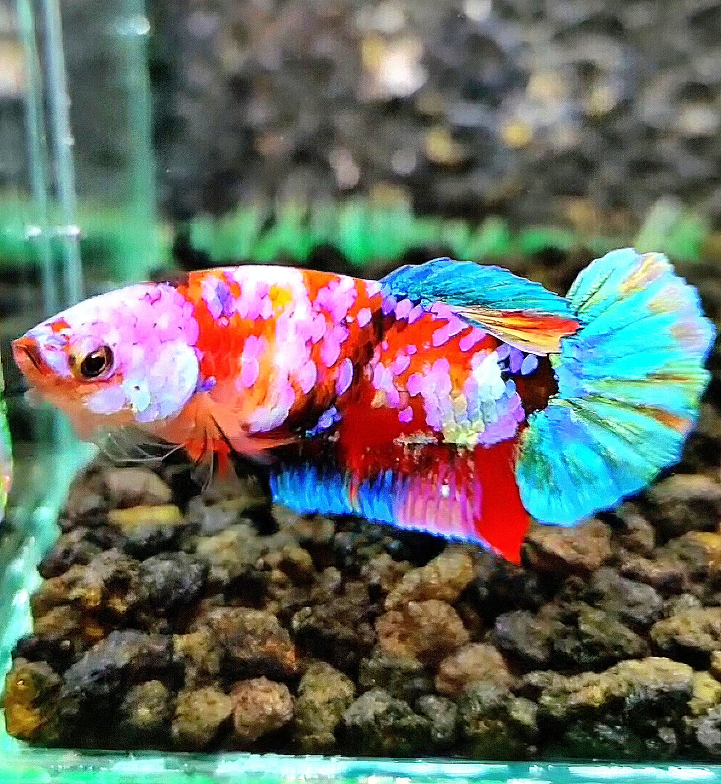 FEMALE PLAKAT GALAXY MULTICOLOR BETTA FISH
