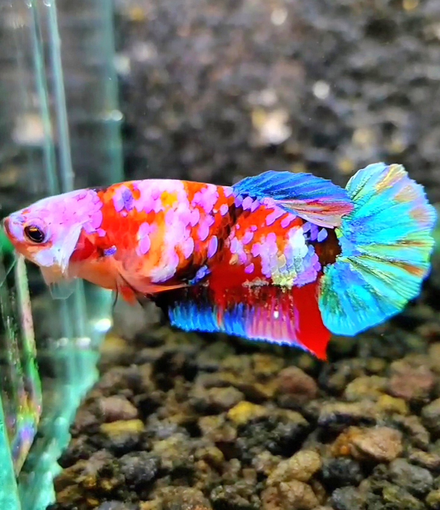 FEMALE PLAKAT GALAXY MULTICOLOR BETTA FISH