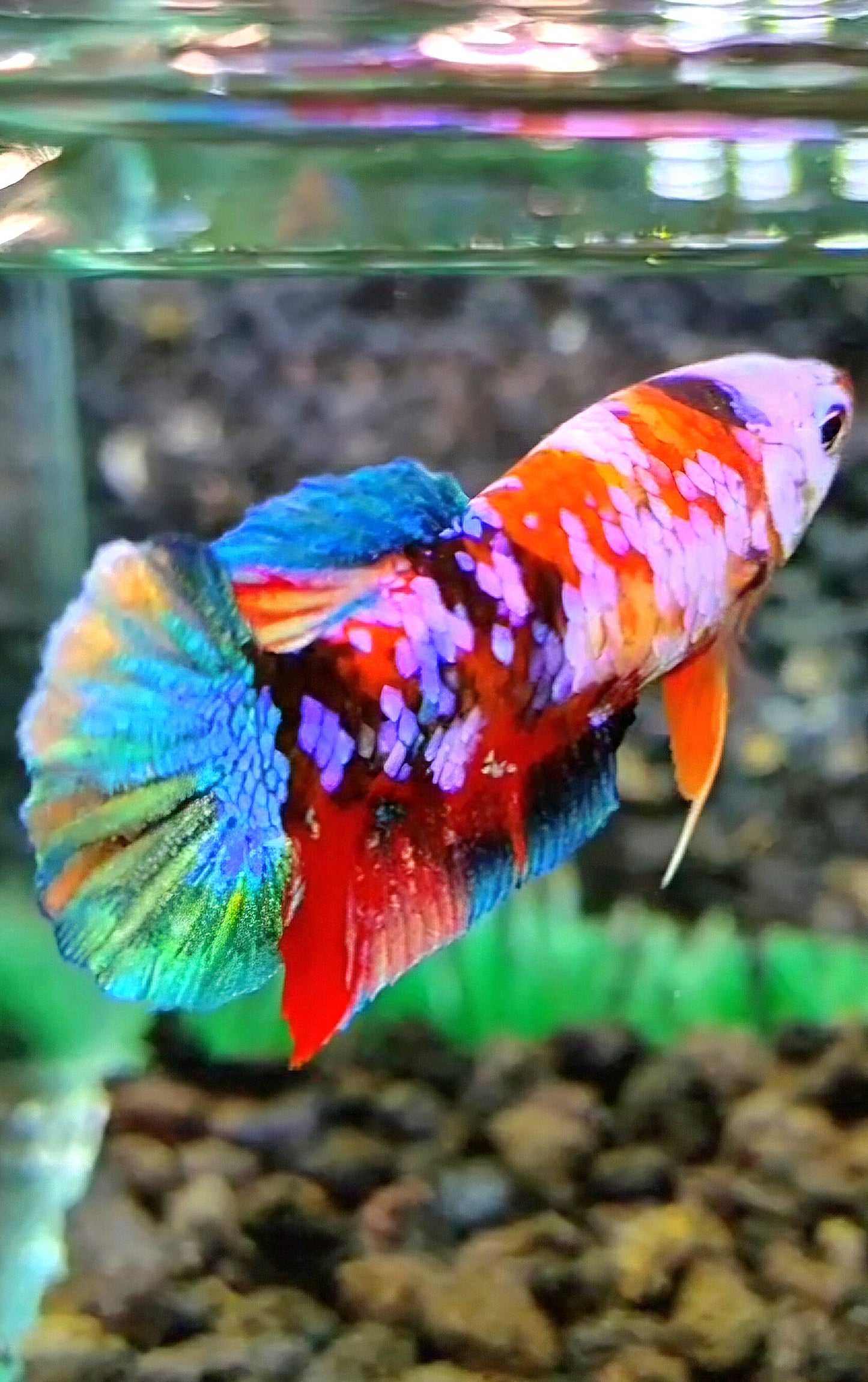 FEMALE PLAKAT GALAXY MULTICOLOR BETTA FISH
