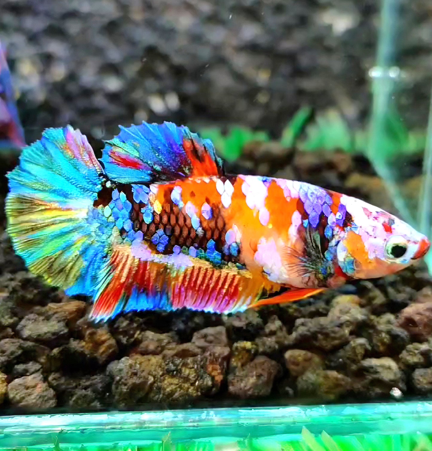 FEMALE PLAKAT RAINBOW GALAXY MULTICOLOR BETTA FISH