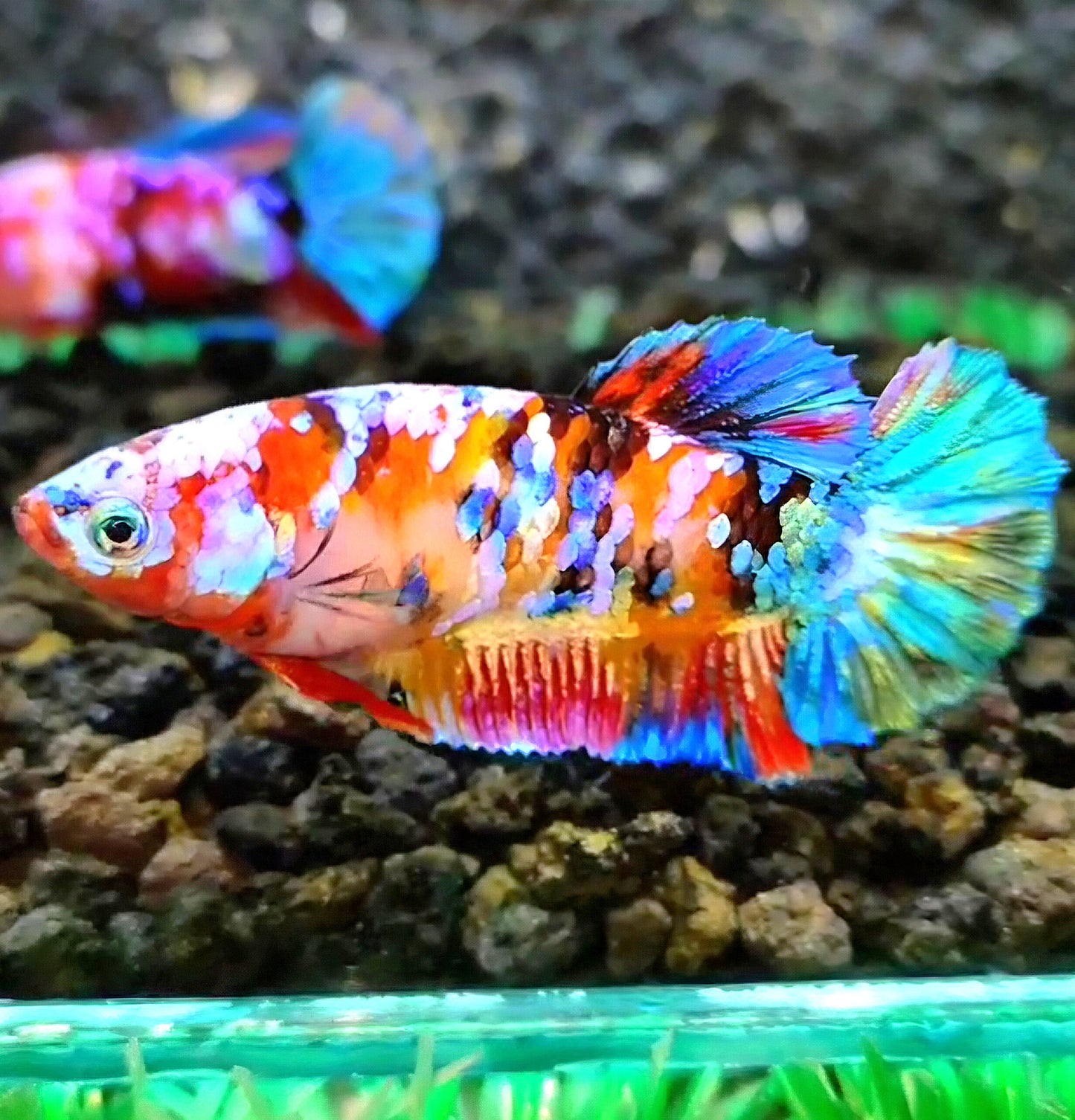 FEMALE PLAKAT RAINBOW GALAXY MULTICOLOR BETTA FISH
