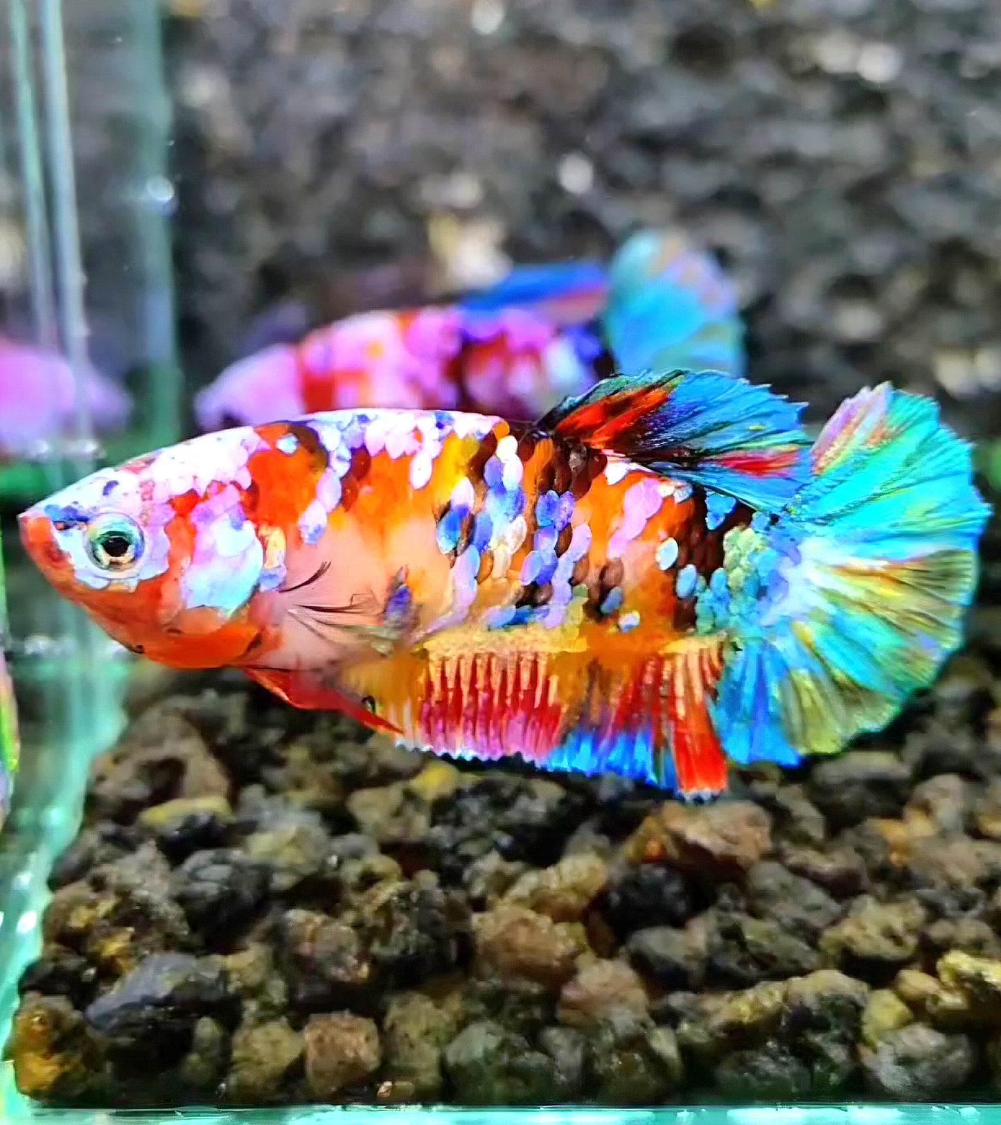 FEMALE PLAKAT RAINBOW GALAXY MULTICOLOR BETTA FISH