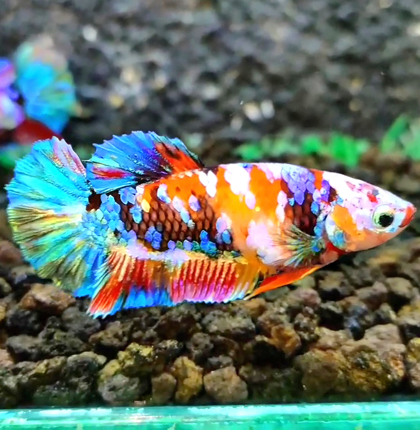 FEMALE PLAKAT RAINBOW GALAXY MULTICOLOR BETTA FISH