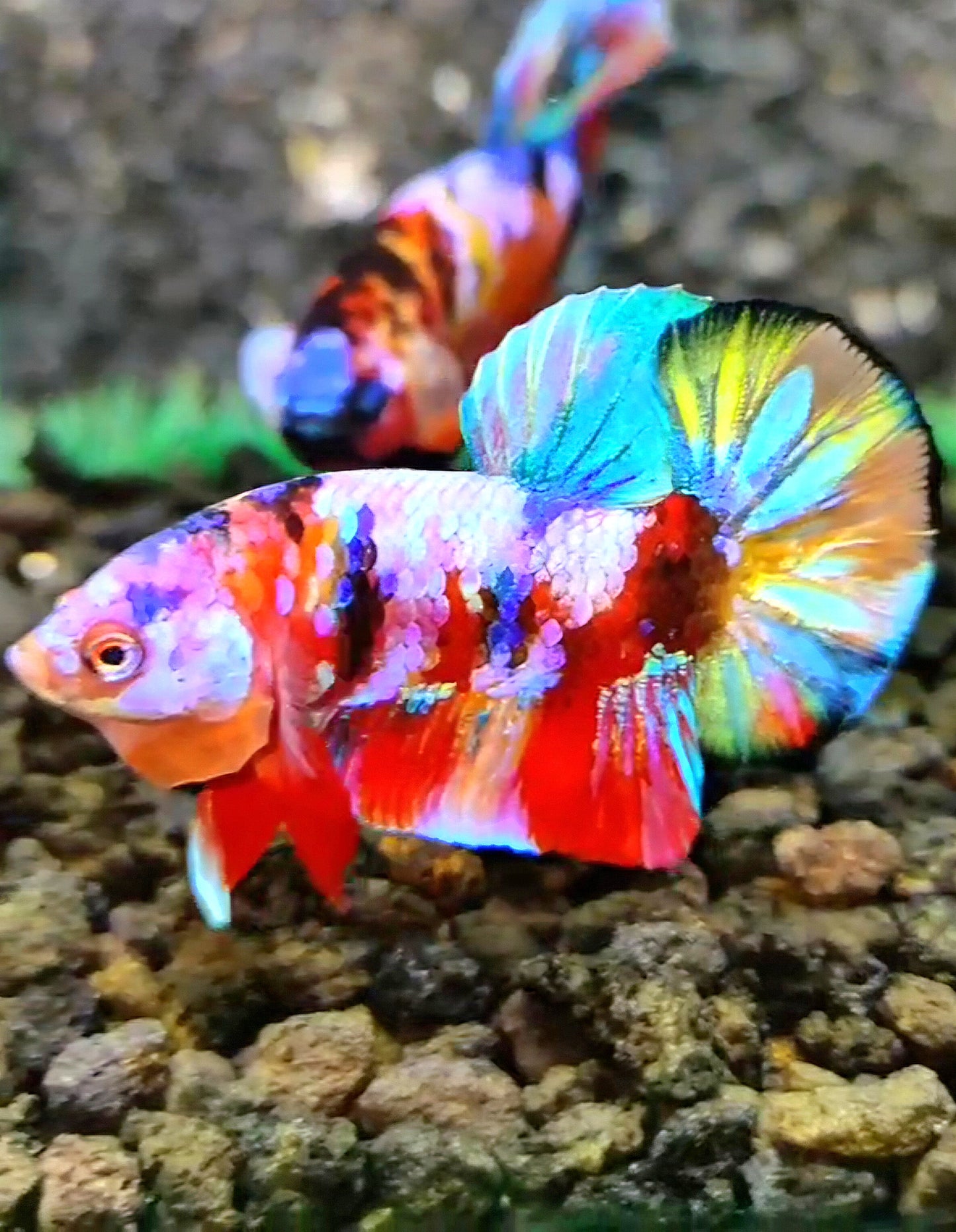 PLAKAT RAINBOW GALAXY MULTICOLOR BETTA FISH