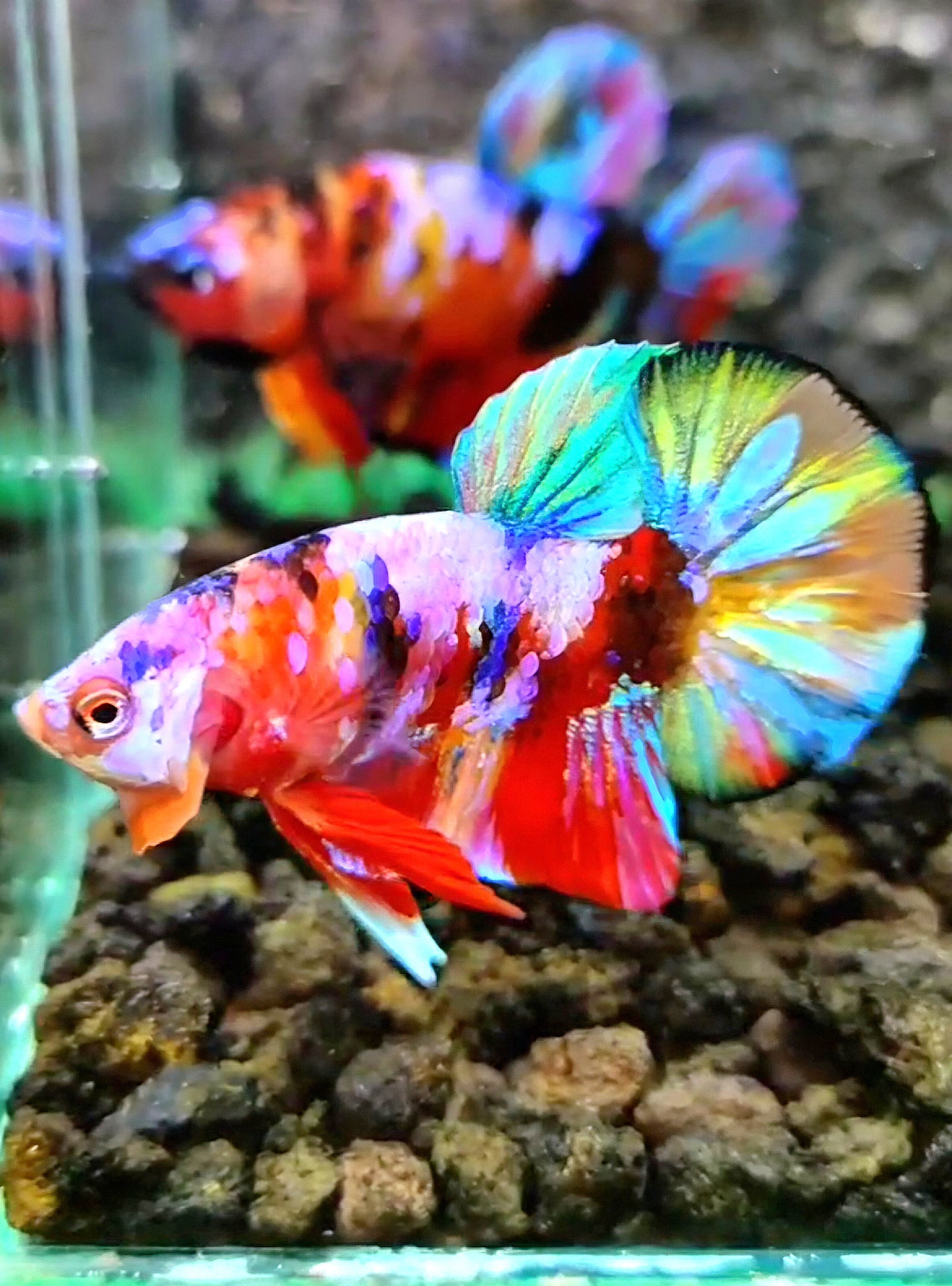 PLAKAT RAINBOW GALAXY MULTICOLOR BETTA FISH
