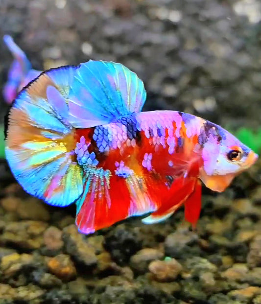 PLAKAT RAINBOW GALAXY MULTICOLOR BETTA FISH